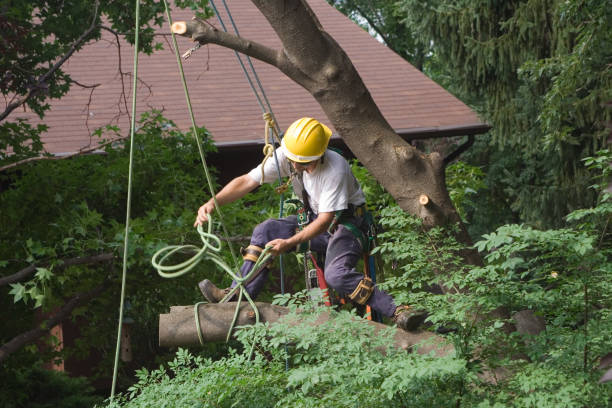 Best Lawn Watering Services  in , MT