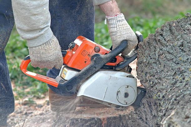 Best Firewood Processing and Delivery  in , MT