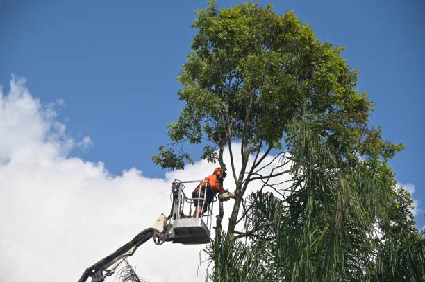Best Tree Risk Assessment  in , MT