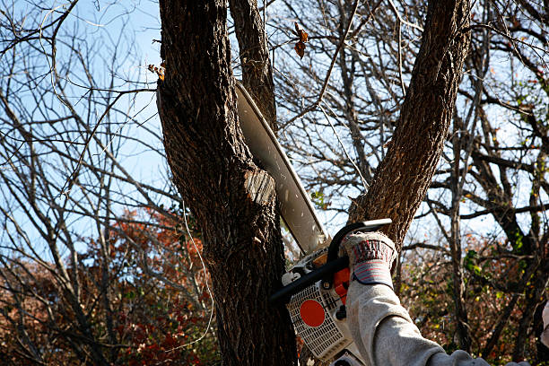 Best Tree Removal  in , MT