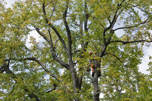 Best Tree Cabling and Bracing  in , MT