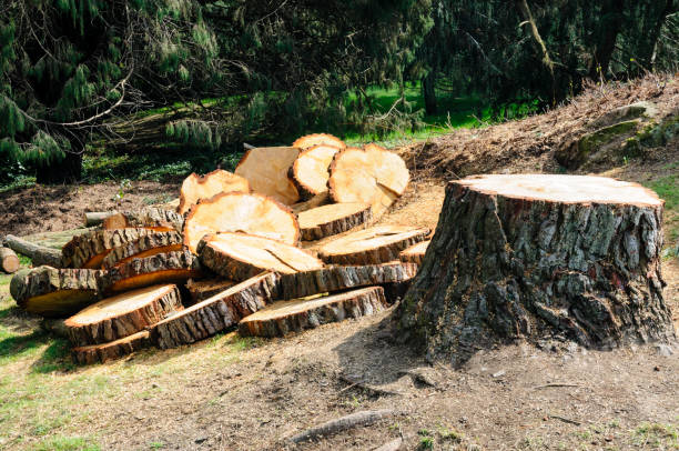 Best Hazardous Tree Removal  in , MT
